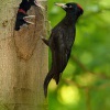 Datel cerny - Dryocopus martius - Black Woodpecker 0465v